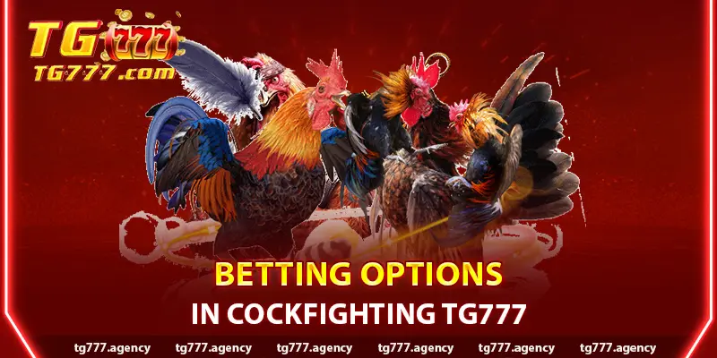 Betting Options in Cockfighting Tg777