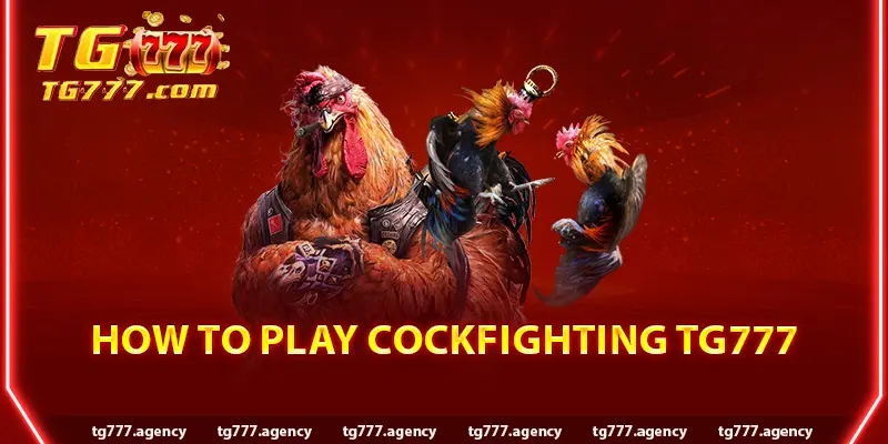 How to Play Cockfighting Tg777