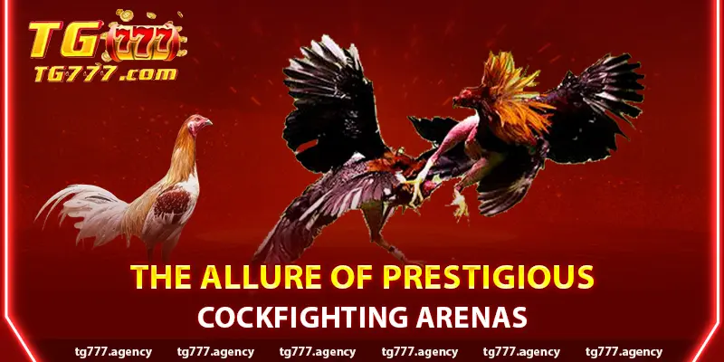 The Allure of Prestigious Cockfighting Arenas