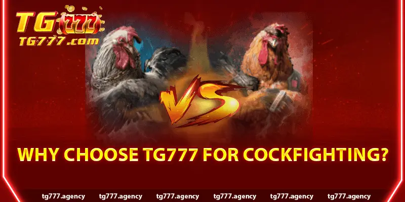 Why Choose Tg777 for Cockfighting?